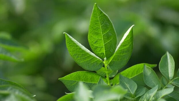 View of green potato plant leaves in a field India. View of green potato plant leaves in a field India.
