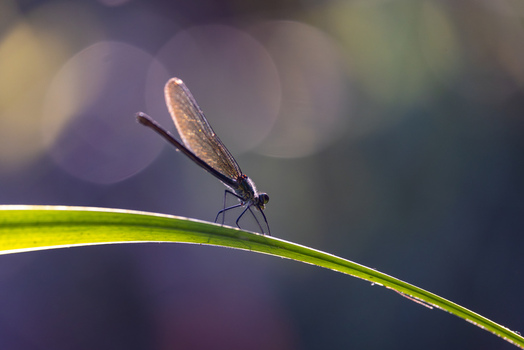 View of a delicate damselfly perched on a slender green leaf with a soft bokeh background in Wittenheim Grand Est France. View of a delicate damselfly perched on a slender green leaf with a soft bokeh background in Wittenheim Grand Est France.