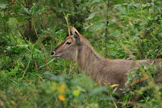 View of a waterbuck grazing on green foliage amidst dense vegetation in Kruger National Park Skukuza Mpumalanga South Africa. View of a waterbuck grazing on green foliage amidst dense vegetation in Kruger National Park Skukuza Mpumalanga South Africa.