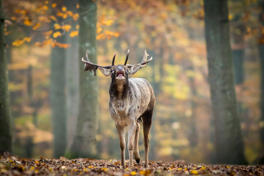 View of a fallow deer with antlers standing in an autumn forest with fallen leaves and blurred trees in the background in Debrzno Pomeranian Voivodeship Poland. View of a fallow deer with antlers standing in an autumn forest with fallen leaves and blurred trees in the background in Debrzno Pomeranian Voivodeship Poland.