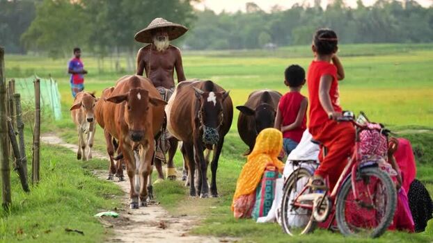 View of an elderly farmer leading a herd of cows Bangladesh. View of an elderly farmer leading a herd of cows Bangladesh.