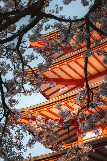 View of the vibrant red Chureito Pagoda framed by delicate cherry blossoms against a soft blue sky Fujiyoshida Yamanashi Japan.