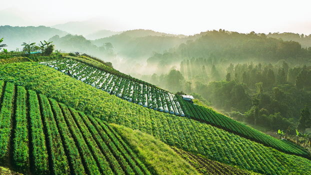 Aerial view of terraced agricultural fields on a lush hillside with morning mist and sunbeams filtering through the trees in Sukabumi West Java Indonesia. Aerial view of terraced agricultural fields on a lush hillside with morning mist and sunbeams filtering through the trees in Sukabumi West Java Indonesia.