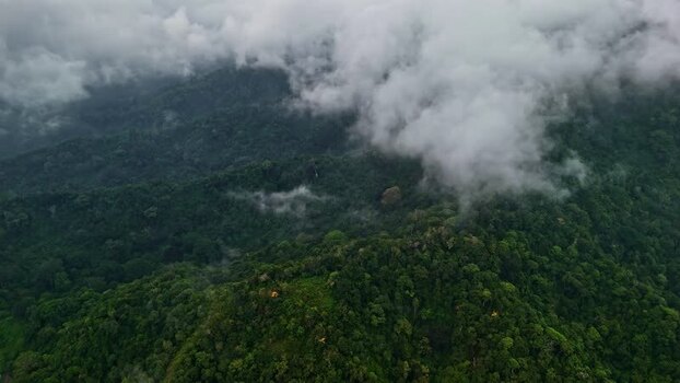 Aerial view of lush tropical rainforest in Bali Indonesia.