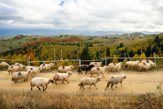View of a flock of sheep walking along a dirt road in a rural landscape with autumn foliage and rolling hills under a cloudy sky in Alba County Romania. View of a flock of sheep walking along a dirt road in a rural landscape with autumn foliage and rolling hills under a cloudy sky in Alba County Romania.