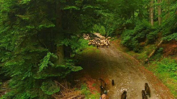 Aerial view of shepherd with sheep on a forest path ROMANIA. Aerial view of shepherd with sheep on a forest path ROMANIA.