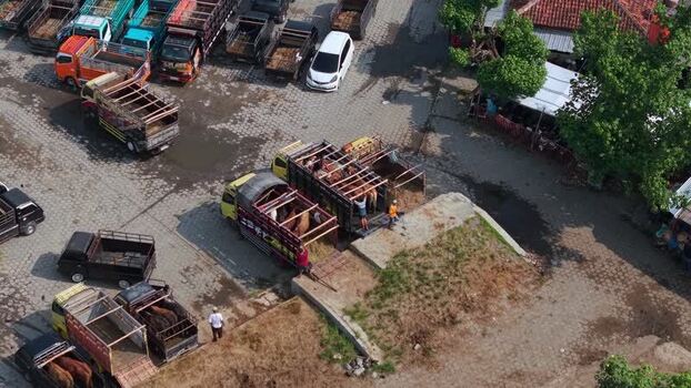 Aerial view of Animal Market Prambanan with cattle trucks Indonesia. Aerial view of Animal Market Prambanan with cattle trucks Indonesia.