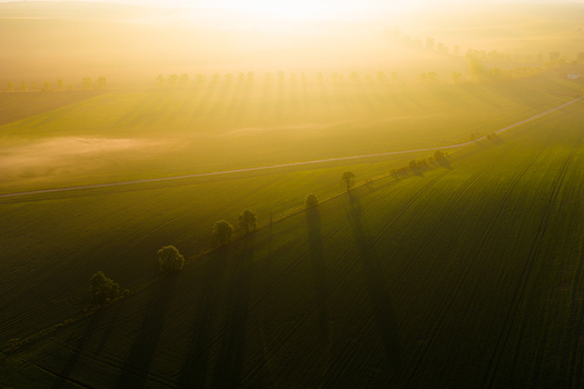 Aerial view of a lush green field with a row of trees casting long shadows during the golden hour in the misty landscape of Kyjov South Moravian Region Czechia.