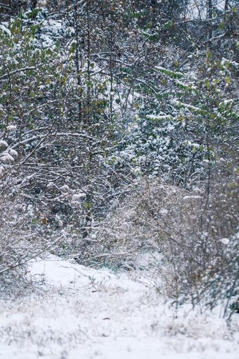 AAB_A456025 AAB_A456025