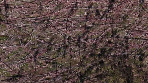 Aerial view of fallen trees in a forest area in Portugal. Aerial view of fallen trees in a forest area in Portugal.