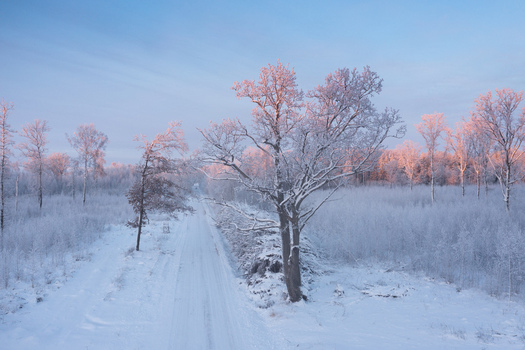 Aerial view of a snow covered forest road lined with frost covered trees under a soft winter sky in Pilsrundale Bauska Municipality Latvia.