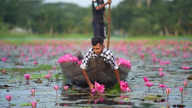 View of a man harvesting pink water lilies from a boat Bangladesh. View of a man harvesting pink water lilies from a boat Bangladesh.