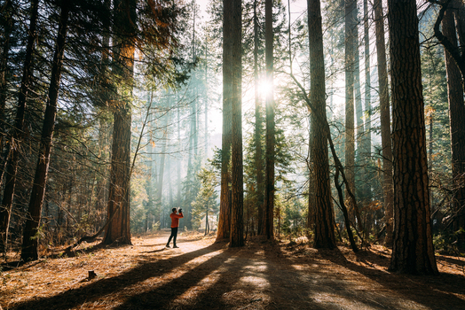 View of a person in a red jacket standing in a forest with tall trees and sunlight filtering through the canopy United States of America. View of a person in a red jacket standing in a forest with tall trees and sunlight filtering through the canopy United States of America.
