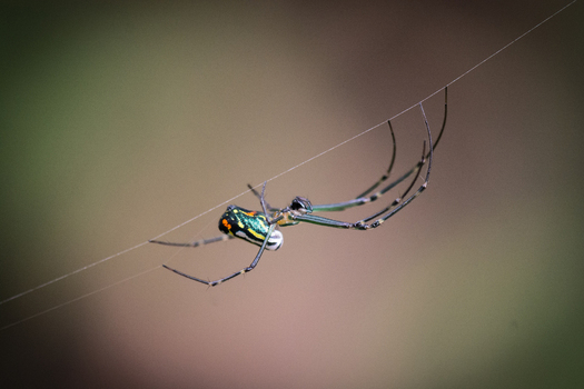 View of a colorful spider hanging on a silk thread against a blurred natural background in Porto Jimenez Costa Rica. View of a colorful spider hanging on a silk thread against a blurred natural background in Porto Jimenez Costa Rica.