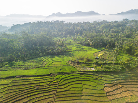 Aerial view of lush green rice terraces in Karanganyar featuring tiered paddies tropical trees and misty mountains in Wadaslintang Central Java Indonesia. Aerial view of lush green rice terraces in Karanganyar featuring tiered paddies tropical trees and misty mountains in Wadaslintang Central Java Indonesia.