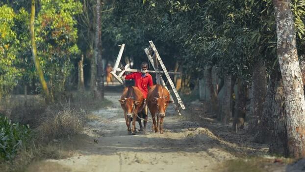 View of a farmer walking with oxen on a rural path Bangladesh. View of a farmer walking with oxen on a rural path Bangladesh.