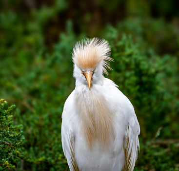 View of a cattle egret in breeding plumage with buff colored crest and chest feathers at Edwin B. Forsythe National Wildlife Refuge in Galloway New Jersey United States. View of a cattle egret in breeding plumage with buff colored crest and chest feathers at Edwin B. Forsythe National Wildlife Refuge in Galloway New Jersey United States.