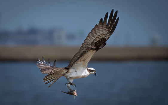 View of an osprey in flight carrying a fish in its talons over the wetlands of Edwin B. Forsythe National Wildlife Refuge in Galloway New Jersey United States. View of an osprey in flight carrying a fish in its talons over the wetlands of Edwin B. Forsythe National Wildlife Refuge in Galloway New Jersey United States.