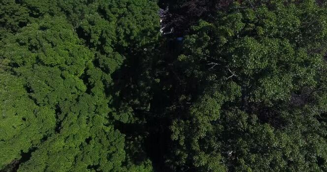 Aerial view of the lush tree canopy at Locust Grove United States. Aerial view of the lush tree canopy at Locust Grove United States.
