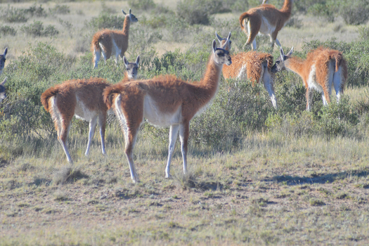 View of a herd of guanacos grazing in the arid scrubland of the Patagonian steppe near Puerto Piramides Puerto Madryn Chubut Argentina. View of a herd of guanacos grazing in the arid scrubland of the Patagonian steppe near Puerto Piramides Puerto Madryn Chubut Argentina.