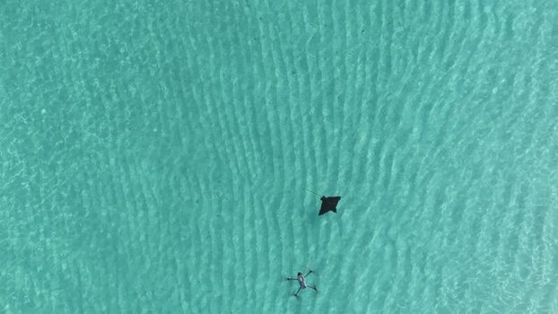 Aerial view of an eagle ray swimming in turquoise water Maldives. Aerial view of an eagle ray swimming in turquoise water Maldives.