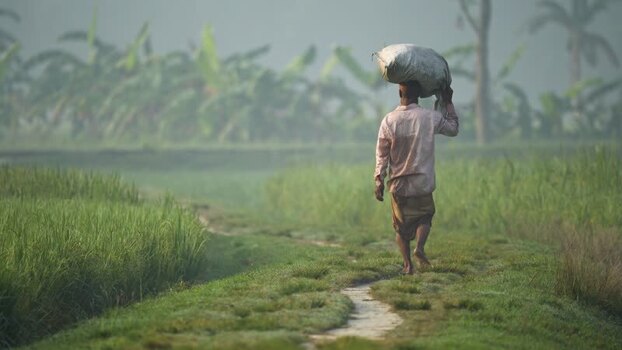 View of a man carrying a sack through fields in Bogura Bangladesh. View of a man carrying a sack through fields in Bogura Bangladesh.