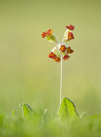 View of a False Oxslip flower blooming in a green meadow in Hampshire United Kingdom.