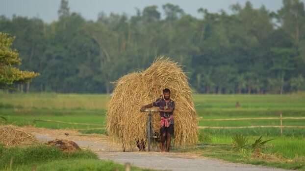 View of a man pushing a bicycle loaded with hay in Bogura Bangladesh. View of a man pushing a bicycle loaded with hay in Bogura Bangladesh.