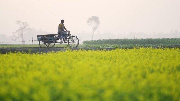 View of a man riding a bicycle cart through mustard fields Bangladesh.
