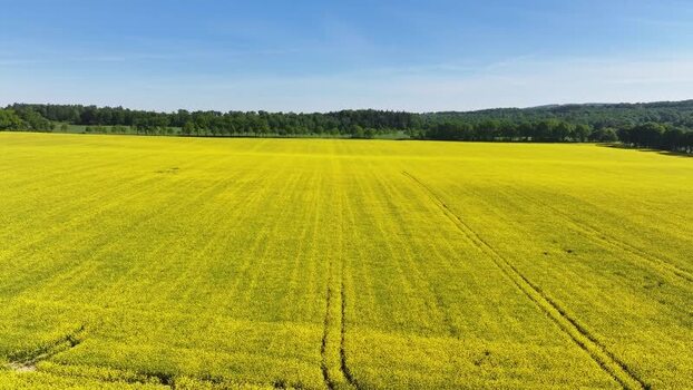 Aerial view of blooming rapeseed field and forest Germany. Aerial view of blooming rapeseed field and forest Germany.