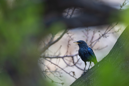 View of a blue whistling thrush perched on a tree branch framed by soft green foliage in Gilgit Pakistan.
