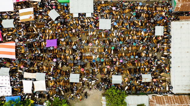 Aerial view of Baish Mowza Sarak Bazar crowded with numerous cattle and people under colorful umbrellas in Nabinagar Chittagong Division Bangladesh. Aerial view of Baish Mowza Sarak Bazar crowded with numerous cattle and people under colorful umbrellas in Nabinagar Chittagong Division Bangladesh.