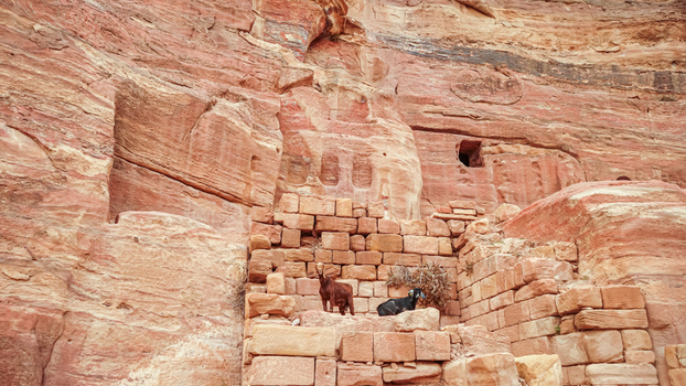 View of two goats standing on ancient stone steps carved into the red sandstone cliffs of the historic site in Wadi Musa Ma an Governorate Jordan. View of two goats standing on ancient stone steps carved into the red sandstone cliffs of the historic site in Wadi Musa Ma an Governorate Jordan.