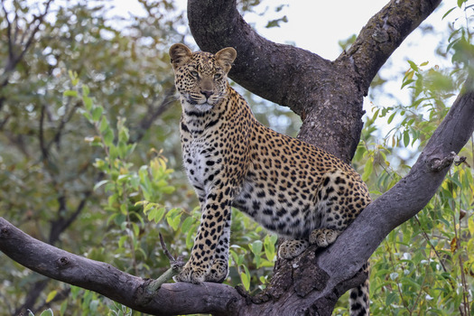 View of a leopard sitting on a thick tree branch at the Welgevonden Game Reserve surrounded by lush green foliage in Waterberg District Municipality Limpopo South Africa.