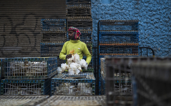 Kolkata India 06 December 2024 View of a man holding a bundle of white chickens against a backdrop of stacked blue crates creating a striking contrast of color and form. Kolkata India 06 December 2024 View of a man holding a bundle of white chickens against a backdrop of stacked blue crates creating a striking contrast of color and form.