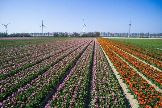 Aerial view of vibrant rows of pink and orange tulips stretching across a field with wind turbines in the background under a clear blue sky in the Netherlands.