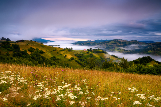 View of rolling hills and meadows filled with wildflowers under a dramatic cloudy sky with morning fog settling in the valley in Brasov Brasov Romania.