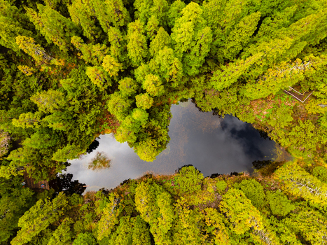 Aerial view of a serene dark lake nestled amidst a vibrant tapestry of lush green and golden hued trees Terceira Azores Portugal.