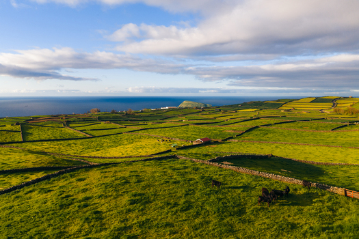 Aerial view of the lush green pastures of Pico Dona Joana with stone walls and grazing cattle overlooking the Atlantic Ocean in Feteira Acores Portugal. Aerial view of the lush green pastures of Pico Dona Joana with stone walls and grazing cattle overlooking the Atlantic Ocean in Feteira Acores Portugal.