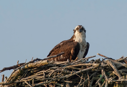 View of an osprey perched in its stick nest against a clear blue sky at the Edwin B. Forsythe National Wildlife Refuge in Galloway New Jersey United States. View of an osprey perched in its stick nest against a clear blue sky at the Edwin B. Forsythe National Wildlife Refuge in Galloway New Jersey United States.