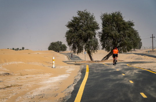 View of a cyclist riding along a paved desert path between green trees and sand dunes in Dubai Dubai United Arab Emirates. View of a cyclist riding along a paved desert path between green trees and sand dunes in Dubai Dubai United Arab Emirates.