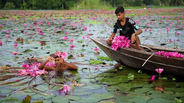 View of people harvesting pink water lilies in a pond Bangladesh. View of people harvesting pink water lilies in a pond Bangladesh.