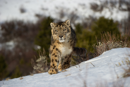 View of a snow leopard walking through deep snow in a naturalistic enclosure in the USA. View of a snow leopard walking through deep snow in a naturalistic enclosure in the USA.