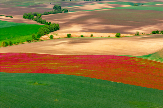 Aerial view of rolling agricultural fields with vibrant red poppy flowers green crops and golden soil patterns in the countryside of Cejkovice South Moravian Region Czechia.
