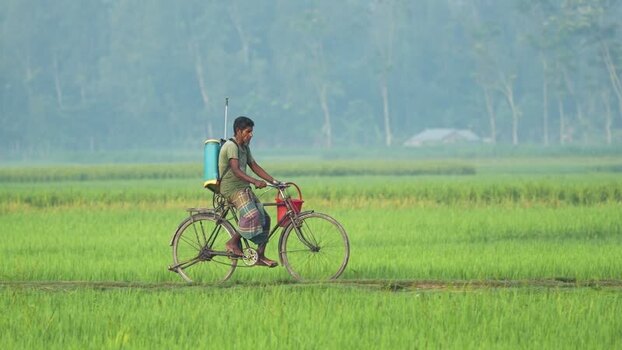 View of a farmer on a bicycle in a rice field Bangladesh.