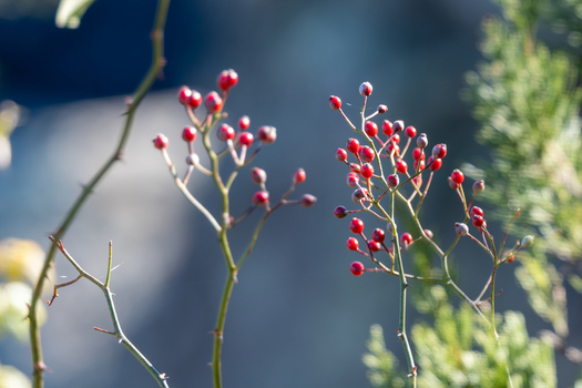 AAB_A456076 AAB_A456076