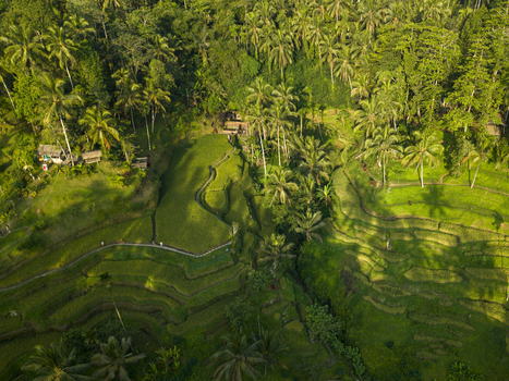 Aerial view of Tegallalang Rice Terrace with lush green rice paddies winding paths and dense palm trees in the tropical landscape of Kecamatan Tegallalang Bali Indonesia. Aerial view of Tegallalang Rice Terrace with lush green rice paddies winding paths and dense palm trees in the tropical landscape of Kecamatan Tegallalang Bali Indonesia.