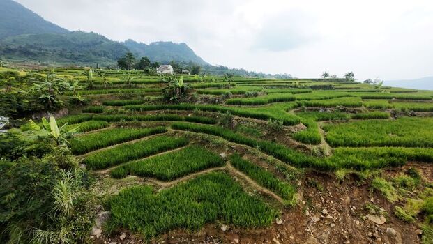 Aerial view of lush green terraced rice fields on a hillside with mountains in the background under a cloudy sky in Sukamakmur West Java Indonesia. Aerial view of lush green terraced rice fields on a hillside with mountains in the background under a cloudy sky in Sukamakmur West Java Indonesia.