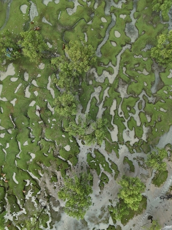 Aerial view of the lush green marshlands and winding tidal channels in the coastal landscape of Sitakund Chittagong Division Bangladesh. Aerial view of the lush green marshlands and winding tidal channels in the coastal landscape of Sitakund Chittagong Division Bangladesh.
