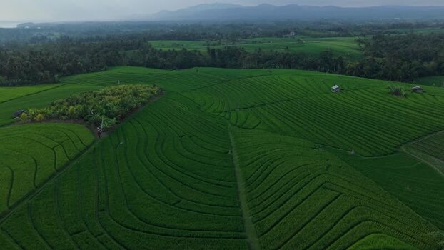 Aerial view of Soka Rice Field in Selemadeg Indonesia.